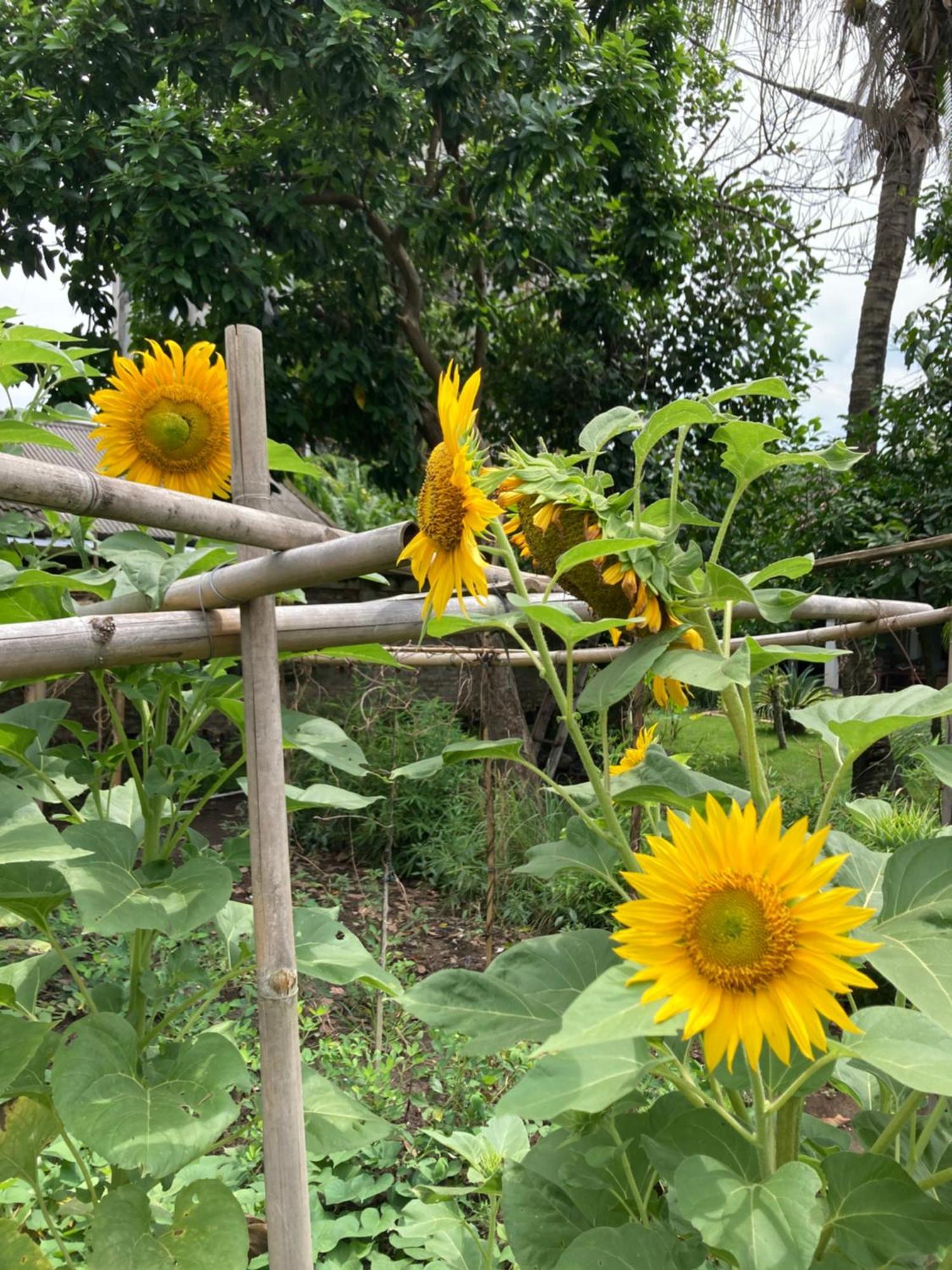 Homestay Ohmmstay - Rumah Pendopo Tanjungtirto