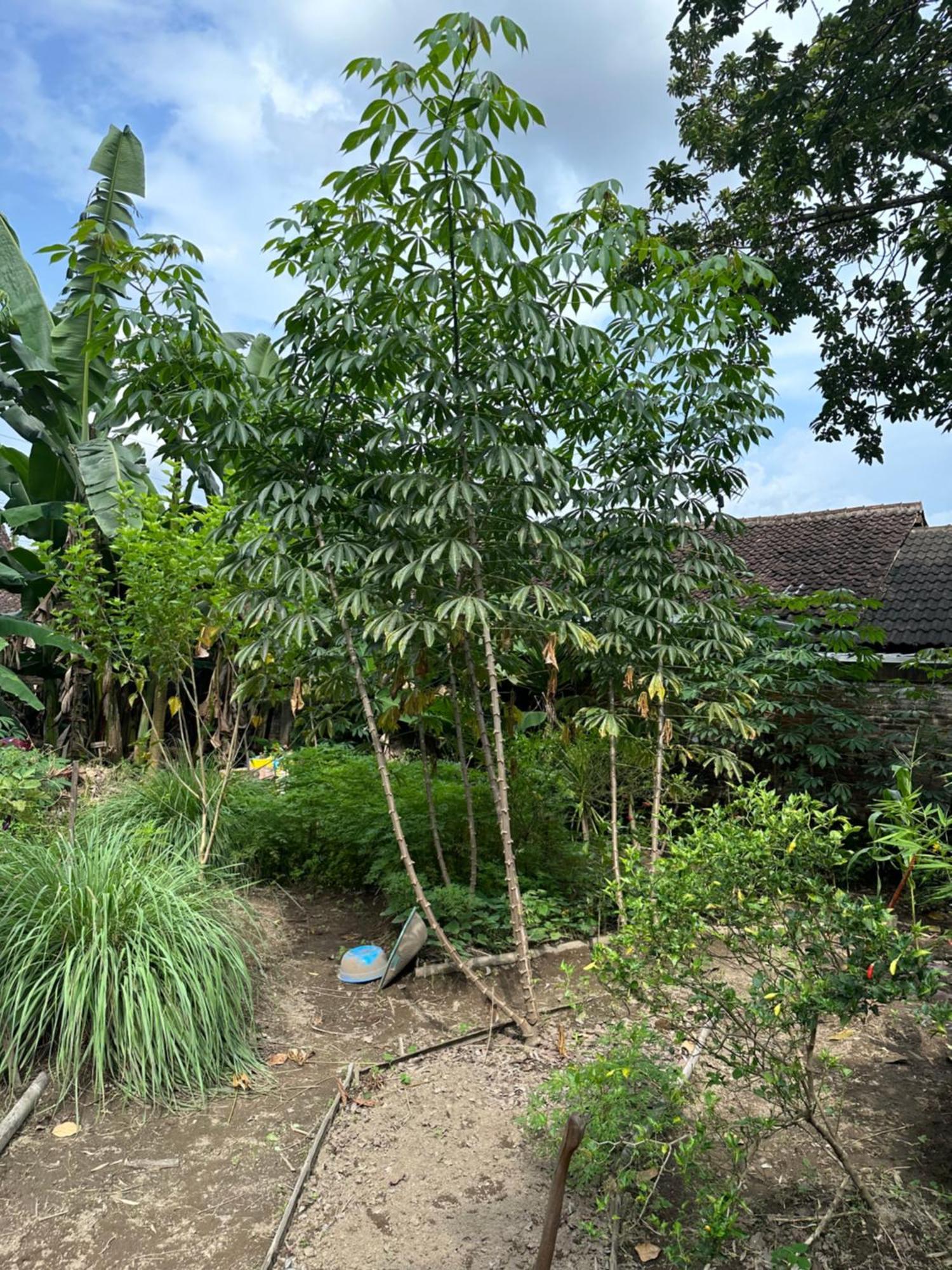 Homestay Ohmmstay - Rumah Pendopo Tanjungtirto